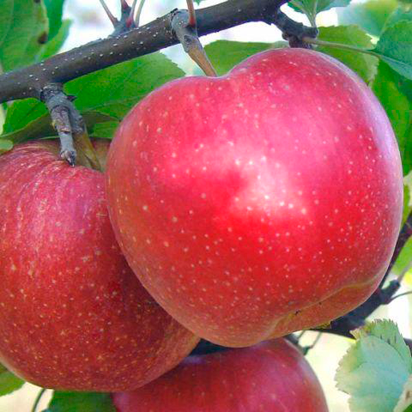Яблуня Фукутамі