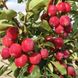 Яблуня райська червонолиста на штамбі h - 110 см, ЗКС   С-10 л