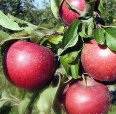 Яблучне дерево - це граф ezzo, 1 год