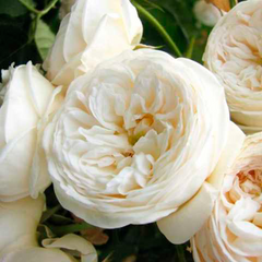 Роза Белая Сенсация 47