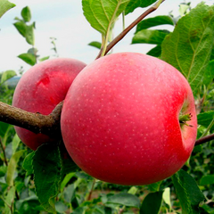 Apple Tree Macintosh