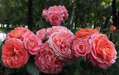 Троянда  Нотр Дам дю Розер, С5