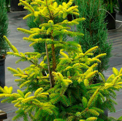 Ель сербская Голден Рейн(Picea Omorika Golden Rain) h - 100 см